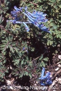 Corydalis flexuosa 'China Blue'                   